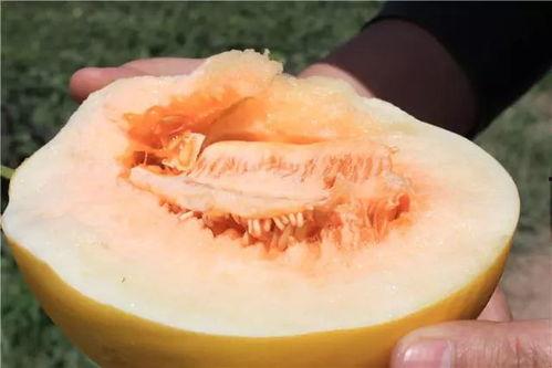 蜜瓜不甜怎么吃