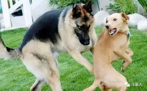 带你吃瓜搞笑狗狗,带你领略搞笑狗狗的“吃瓜”瞬间