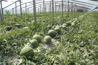 东北吃瓜落,吃瓜落，品味东北风情