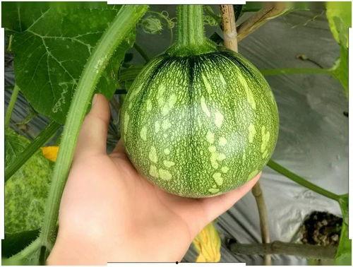 小乌吃瓜,揭秘娱乐圈的甜蜜与苦涩