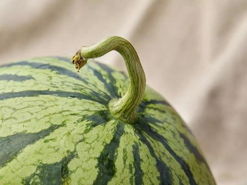 只吃新瓜,尽享夏日清新滋味