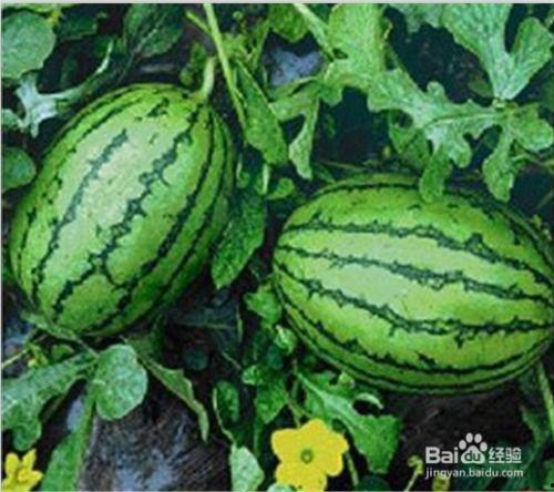 瓜当水果怎么吃,探索当季瓜果的多样食用方法