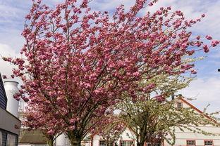 樱花里吃瓜,一场别开生面的美食盛宴