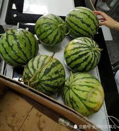 江西学校吃瓜,揭秘校园食品安全风波