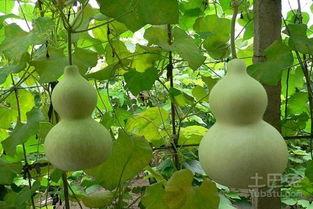 青葫芦瓜怎么吃,家常美味新尝试