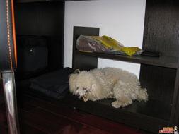 躲在柜子里吃瓜,揭秘隐秘角落的美食秘密