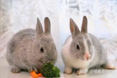 吃瓜小兔在线解答,揭秘娱乐圈那些事儿