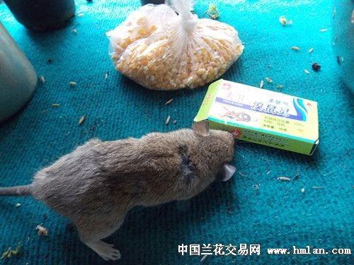 防止老鼠吃瓜钢丝套