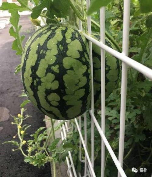 在吃瓜中成长,见证时代变迁的青春足迹